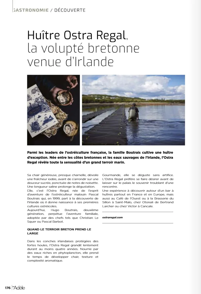 Mlle Adèle — Huître Ostra Regal, la volupté bretonne venue d'Irlande